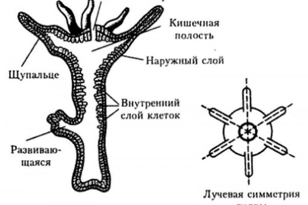 Ссылка на кракен свежая